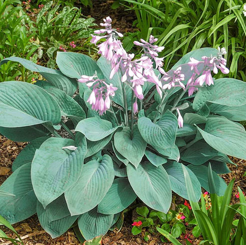 Blue Cadet árnyékliliom