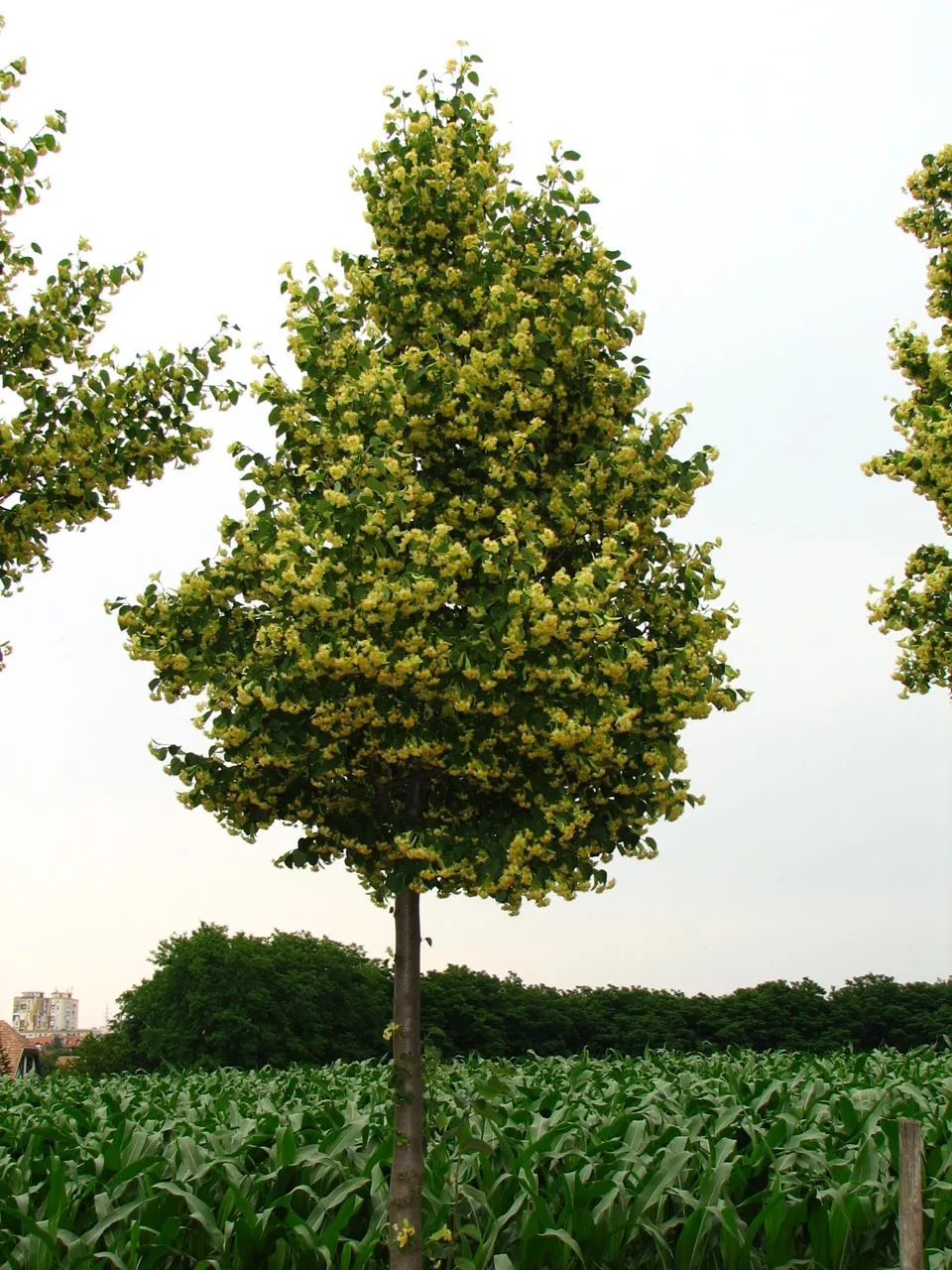 Böhlje kisnövésű hárs