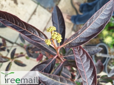 Pink Beauty babérlevelű bangita