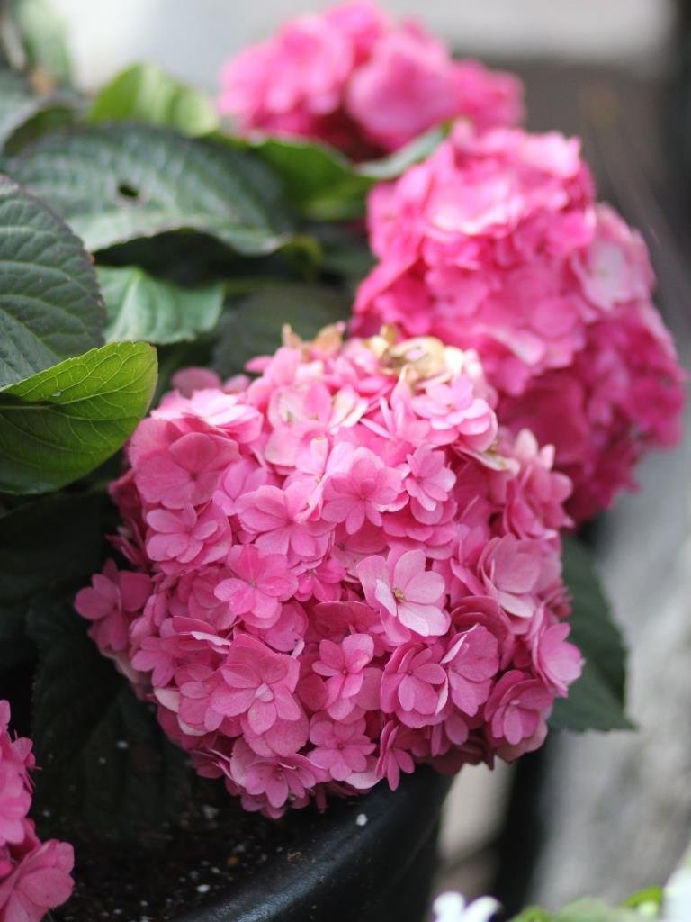 Telt rózsaszín virágú kerti hortenzia