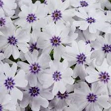 Pharao Blue Eye árlevelű lángvirág