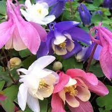 Cameo mix harangláb