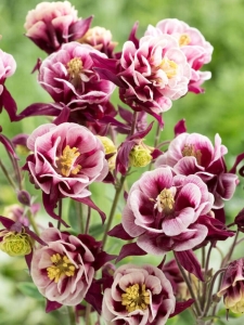 Winky Double Red-White harangláb