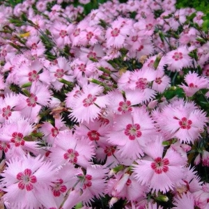 Mountain Frost Pink Twinkle szegfű