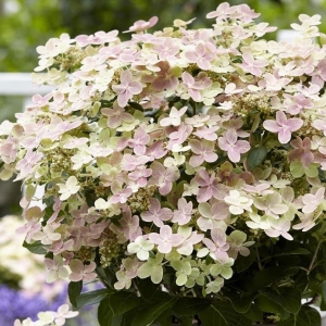 Polestar bugás hortenzia