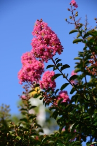 Tuscarora selyemmirtusz hibrid magoncok