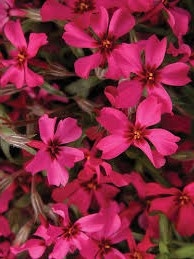 Red Wing árlevelű lángvirág