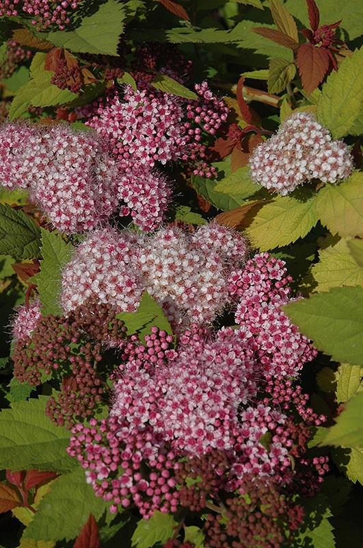 Big Bang japán gyöngyvessző