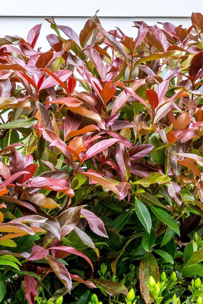 Coppertop korallbangita