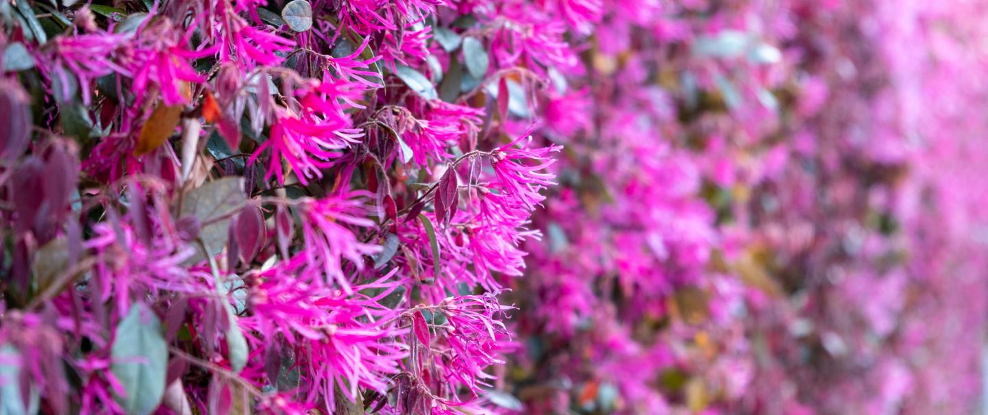 Treemail – a különleges dísznövények és gyümölcsfák webáruháza