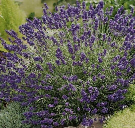 Ardeche Blue levendula