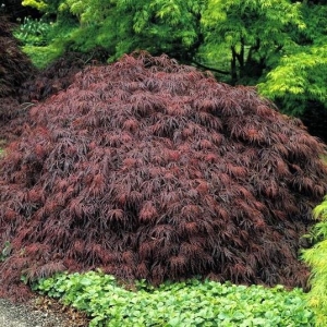 Inaba Shidare japán juhar