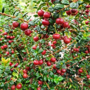 Chilei guava