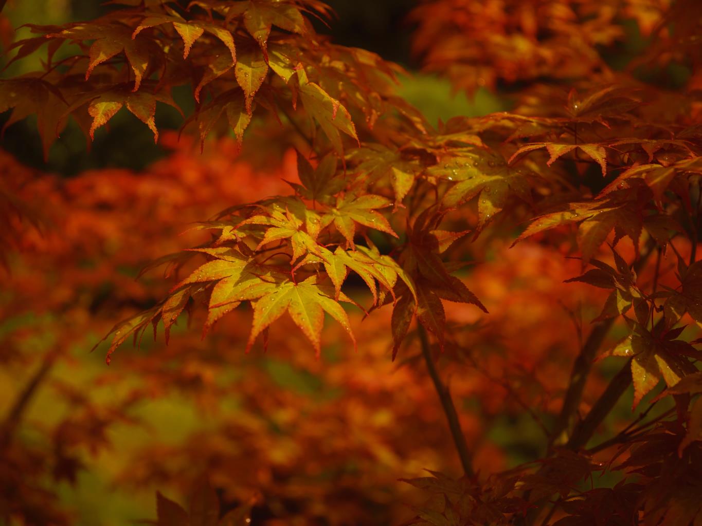 Katsura japán juhar