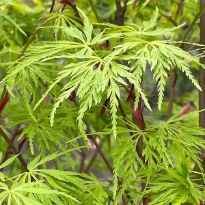  Seriyu japán juhar