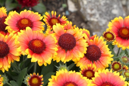 Goblin kokárdavirág