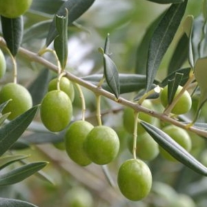 Bianchera olajfa