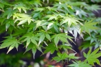 Japán juhar