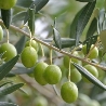 Bianchera olajfa