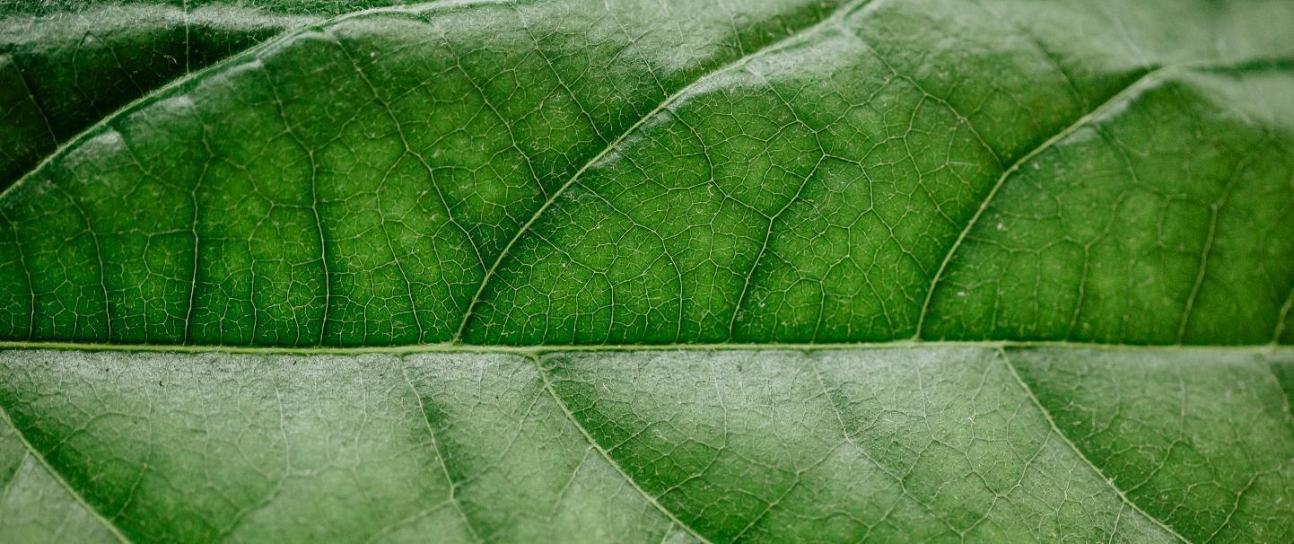 🌳💚 ZÖLD HÉTVÉGE a Treemailnél 