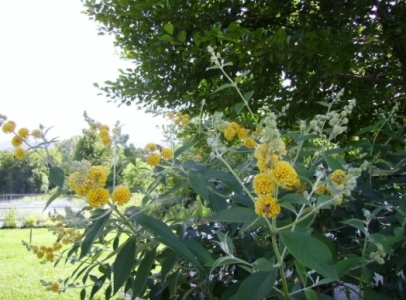 buddleia_sg01.jpg