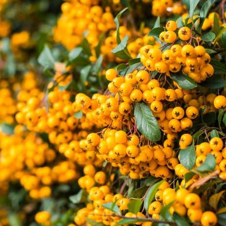 pyracantha_soleil_d_or_sarga_tuztovis.jpg