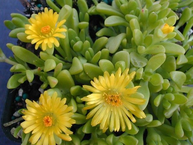 sarga_delvirag_delosperma_nubigenum_1.jpg
