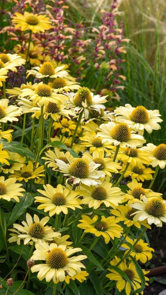 Lakota Yellow sárga kasvirág