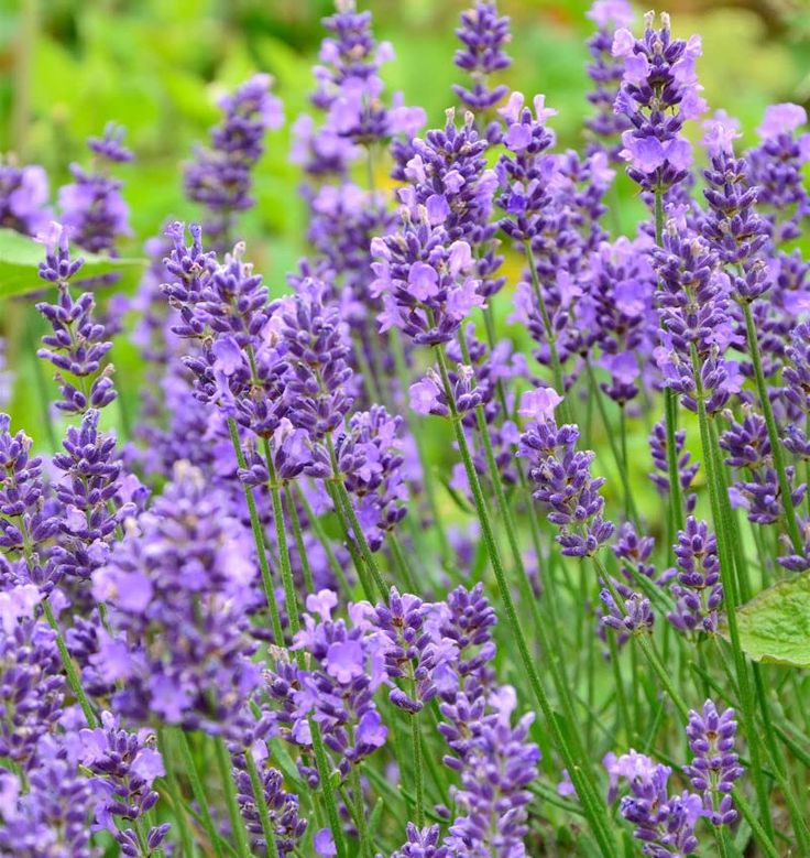 Essence Purple angol levendula 