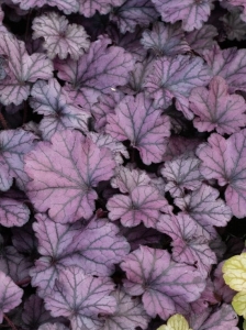 Forever Purple tűzeső