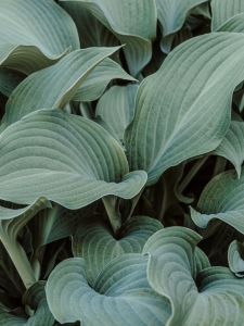 Elegance árnyékliliom