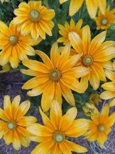 Prairie Sun kúpvirág