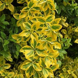 Aurea japán kecskerágó