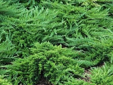 Nehézszagú kúszó boróka