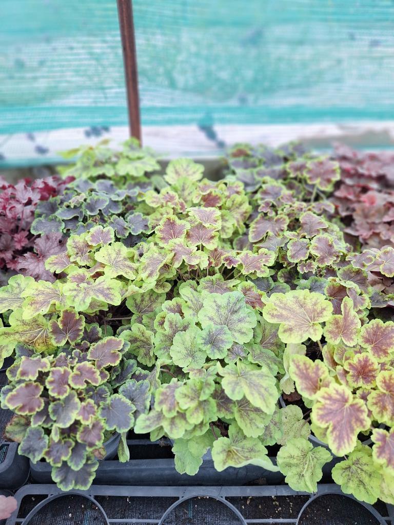 Solar Eclipse turbáncső