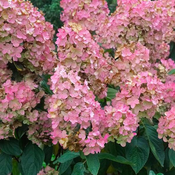 https://treemail.hu/content/2025/9/Article/hydrangea_paniculata_bugas_pink_diamond_2-1.jpg