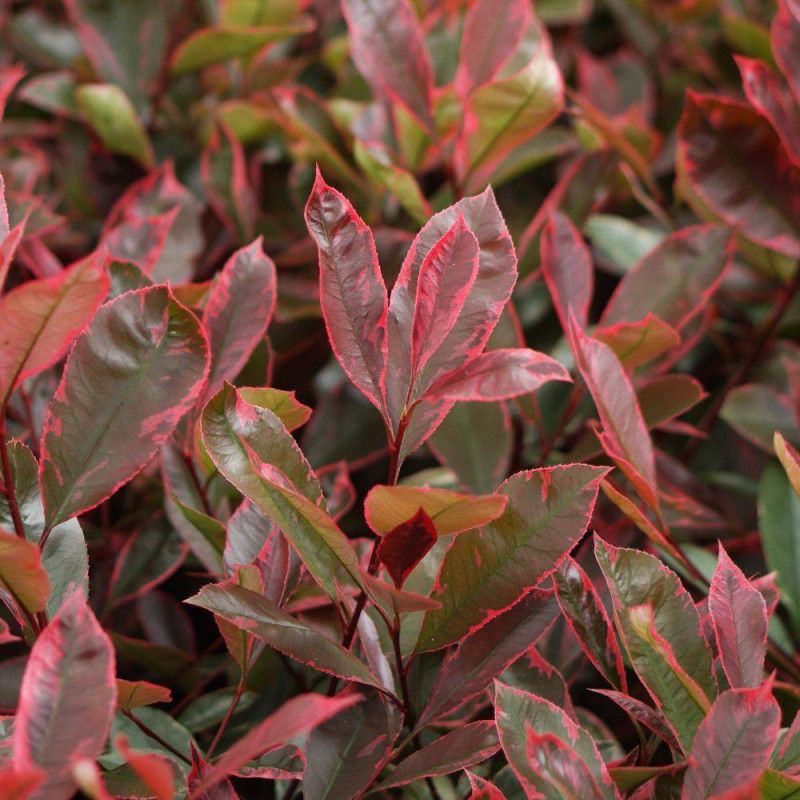 Rózsaszín tarka korallberkenye