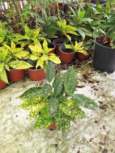 Aranyfoltos japán babérsom