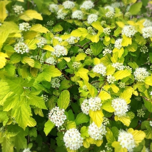 Aranylombú hólyagvessző