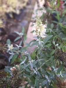 White Ball nyáriorgona