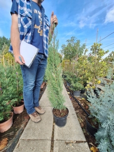 Őrség európai ciprus