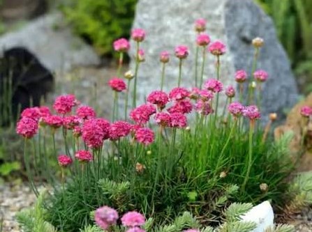 Abbey Deep Rose tengerparti pázsitszegfű