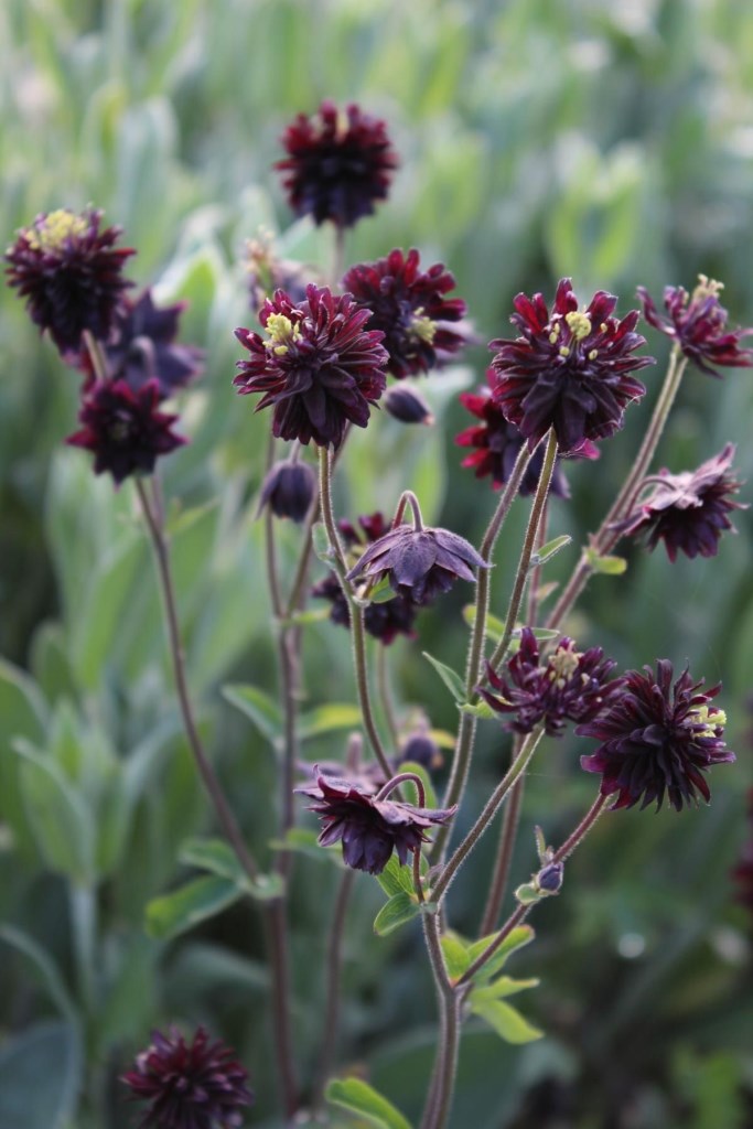 Black Barlow harangláb