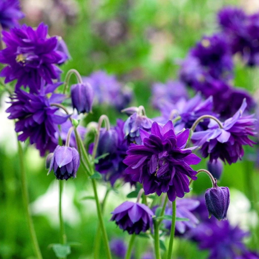 Blue Barlow harangláb