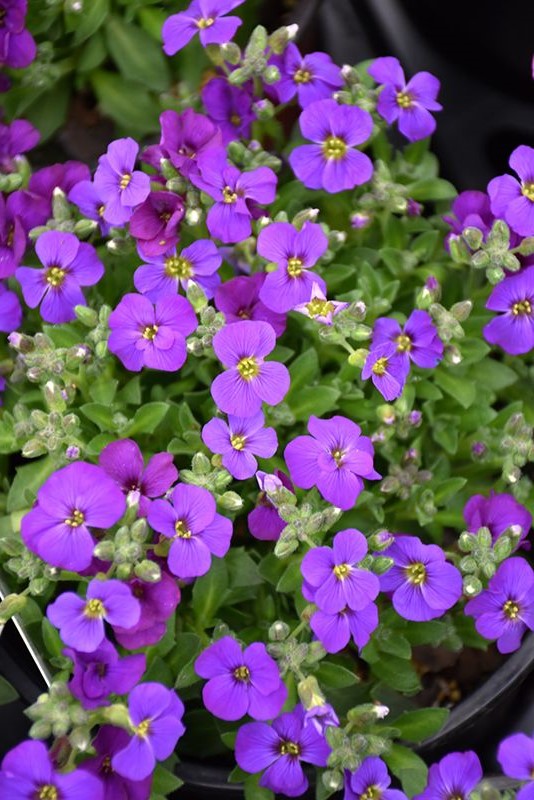 Audrey Purple Shades pázsitviola