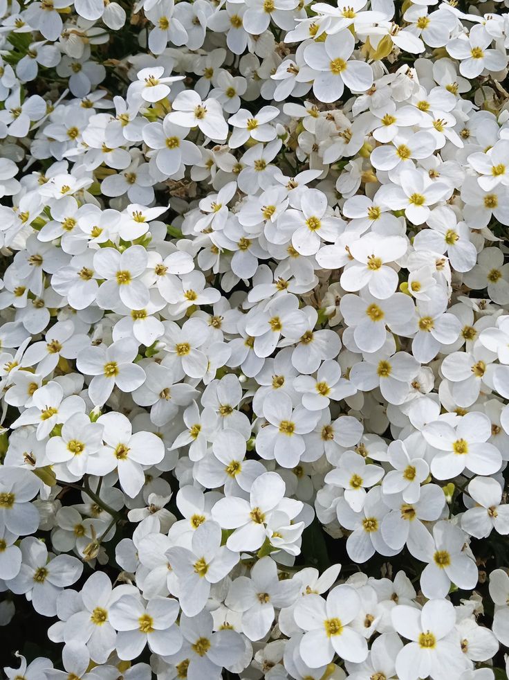 Florado White pázsitviola