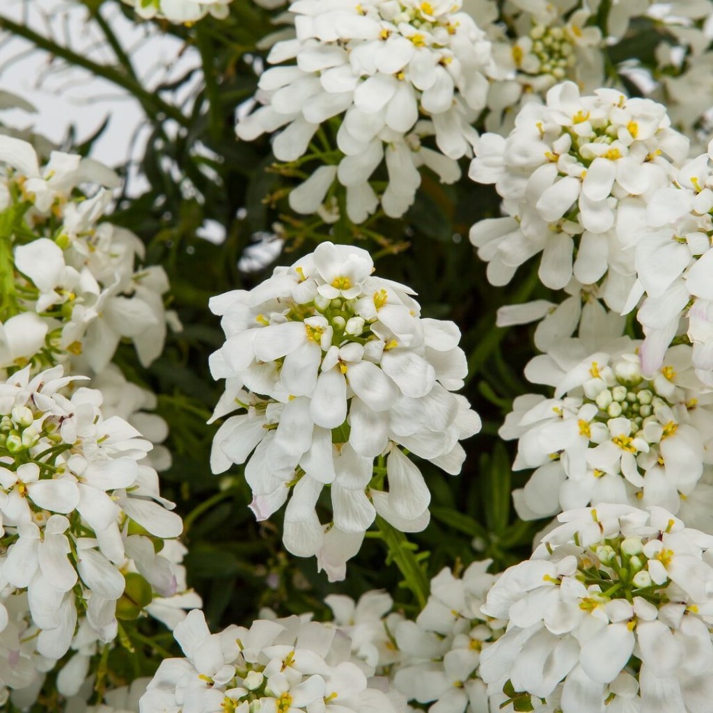 Whistler örökzöld tatárvirág