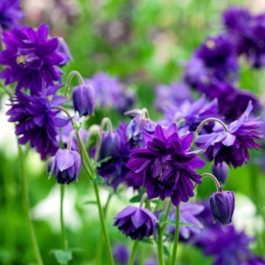 Blue Barlow harangláb