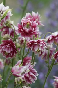 Nora Barlow harangláb