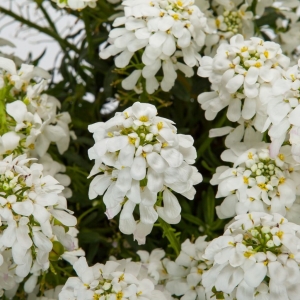 Whistler örökzöld tatárvirág